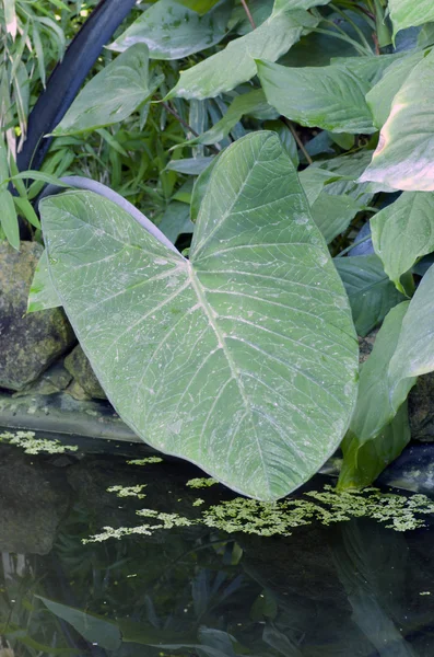 Plantas verdes en el bosque tropical —  Fotos de Stock