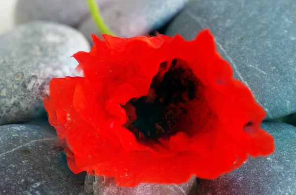 Closeup of dew drops on a poppy petal — Stock Photo, Image