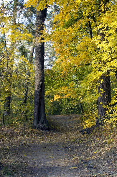 Sonbahar orman güneşli bir geç öğleden sonra giden yol — Stok fotoğraf