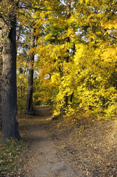 Шлях, що веде через осінній ліс в сонячний пізній день — стокове фото