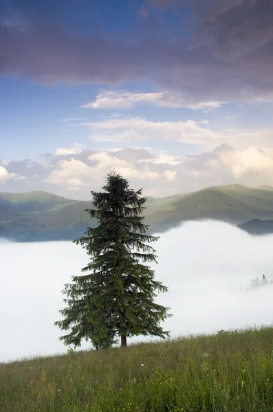 Paysage de plateau montagneux du soir (Carpates, Ukraine ) — Photo