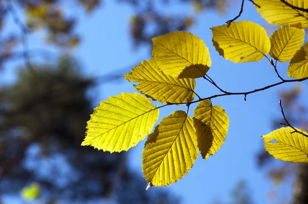 Hojas de otoño — Foto de Stock