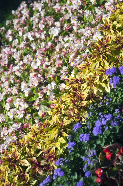 Kiev abrió una tradicional exposición de flores 59, 2014 en Kiev, Reino Unido — Foto de Stock