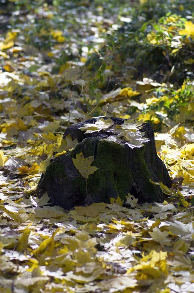 Collectie van mooie kleurrijke herfstbladeren — Stockfoto