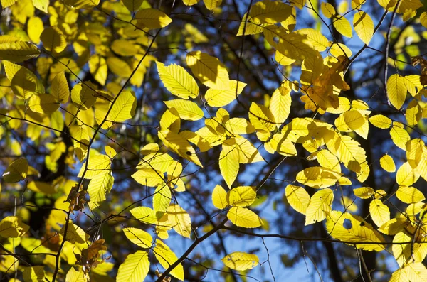 Hojas de otoño —  Fotos de Stock