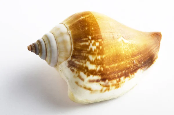 Meeresmuschel in einem Studio vor weißem Hintergrund — Stockfoto