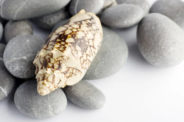 Natural spa elements- seashell with starshell and stones on whit — Stock Photo, Image