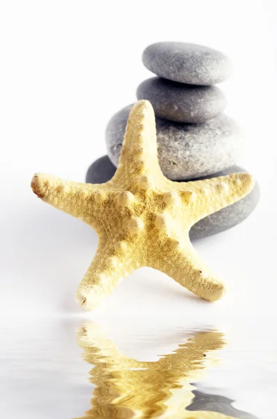 一堆石头和海洋之星特写白色背景上 — 图库照片