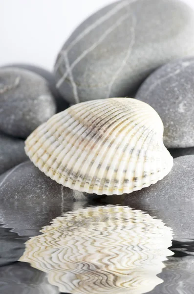 Elementos de spa naturais- concha com concha estelar e pedras no whit — Fotografia de Stock