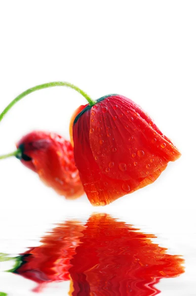 Studio záběr červené zbarvené květy máku izolovaných na bílém pozadí — Stock fotografie