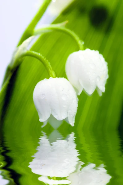 Vadideki Lily 'ye yaklaş. — Stok fotoğraf