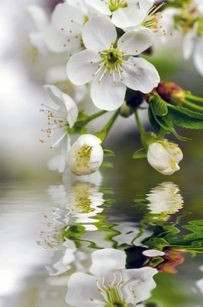 Flor de cerejeira closeup sobre fundo natural — Fotografia de Stock