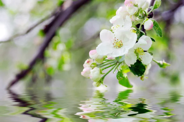 Flores de maçã — Fotografia de Stock