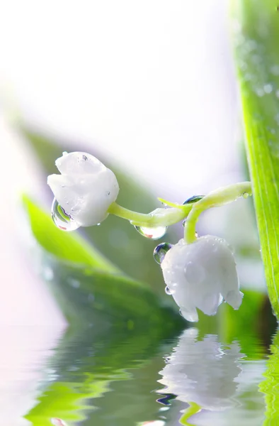 Close up of Lily of the valley Royalty Free Stock Images