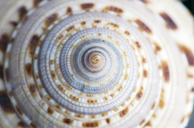 Starshell ve beyaz taşları ile doğal spa elemanları-deniz kabuğu