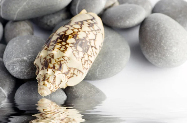 Elementos naturales del spa: concha marina con concha estrellada y piedras en el blanco — Foto de Stock