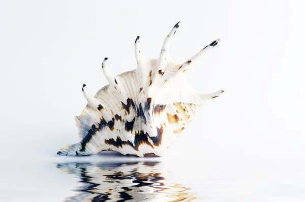 Coquille marine dans un décor studio sur fond blanc — Photo