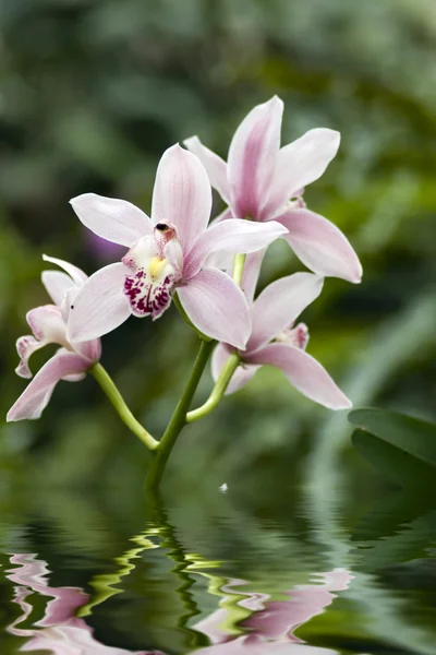 Orchideeën — Stockfoto