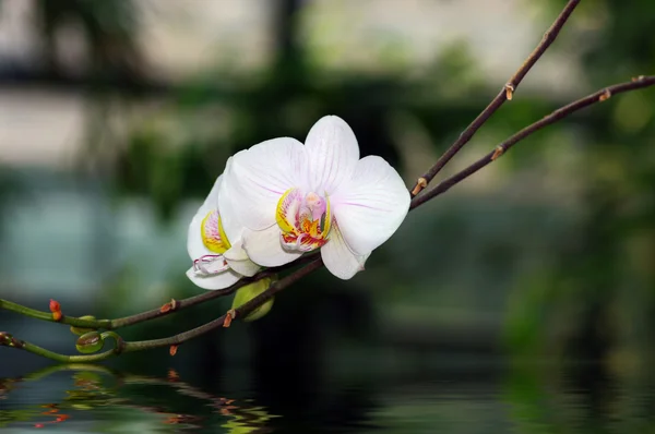 Orchid portrait — Stock Photo, Image