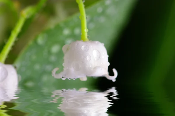 Lily-of-the-valley against a pale green background — Stock Photo, Image