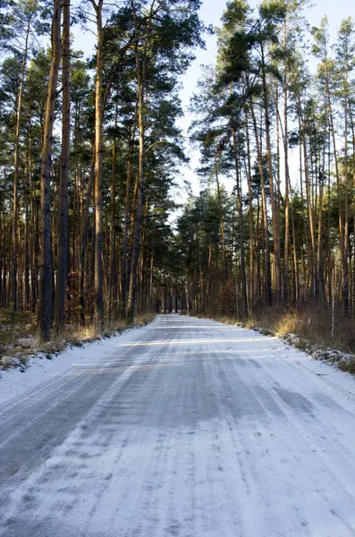 Camino de campo de invierno con bosque de abeto en el lado (día nublado ). — Foto de Stock