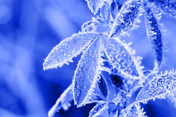Folhas de gelo — Fotografia de Stock