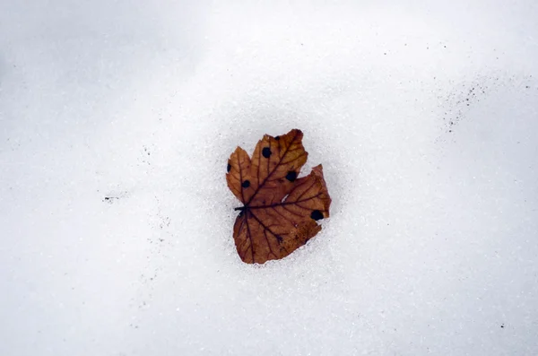 Lähikuva vaalean pyökki lehtiä sulavassa lumessa — kuvapankkivalokuva