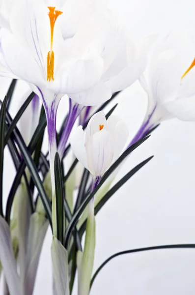 Flores de primavera aisladas sobre fondo blanco —  Fotos de Stock