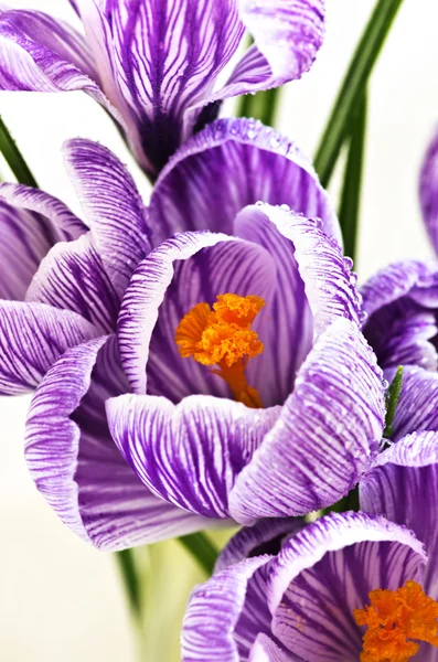 Flores de primavera aisladas sobre fondo blanco —  Fotos de Stock