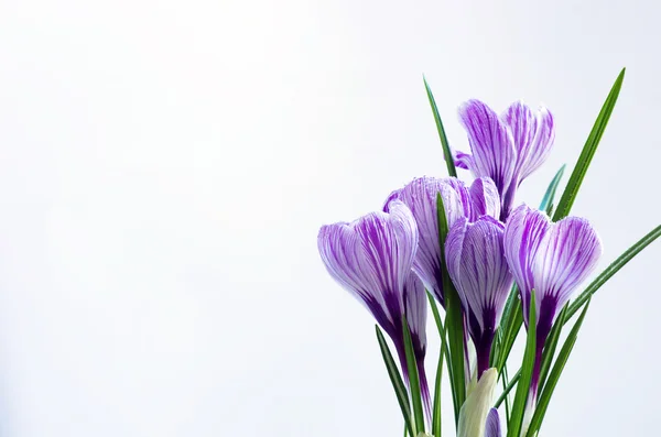 白い背景に孤立した春の花 — ストック写真