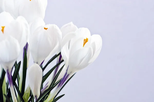 Весенние цветы изолированы на белом фоне Стоковое Фото
