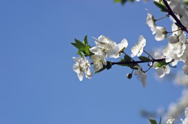 kiraz çiçeği closeup doğal arka plan üzerinde