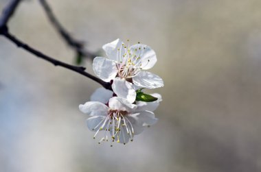 Bahar çiçek açan çiçek şube