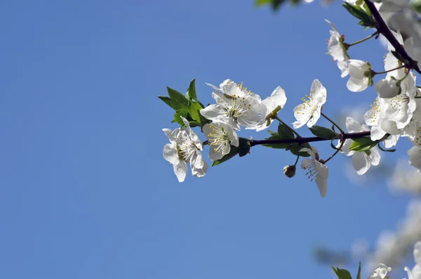 Kirschblüten Nahaufnahme über natürlichem Hintergrund — Stockfoto