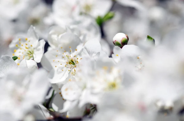 Розквіт вишні крупним планом на природному тлі — стокове фото