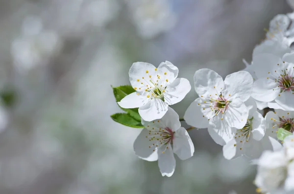 Flor de cerezo primer plano sobre fondo natural — Foto de Stock