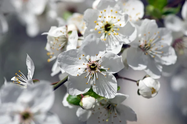 Flor de cerejeira closeup sobre fundo natural — Fotografia de Stock