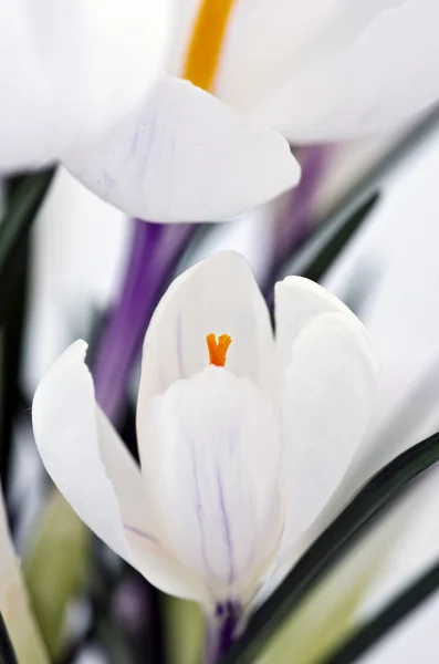 Closeup shot of white crocuses. — Stock Photo, Image