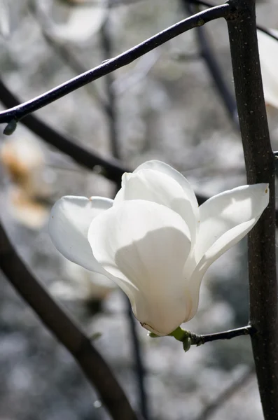 Piękne kwiaty, drzewa magnolii — Zdjęcie stockowe