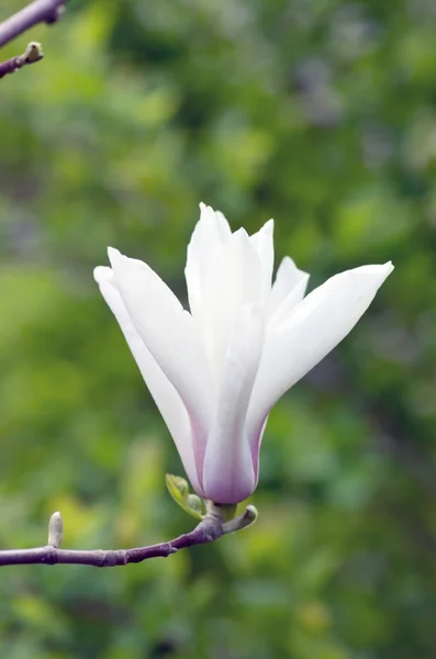 Beautiful Flowers of a Magnolia Tree Royalty Free Stock Photos