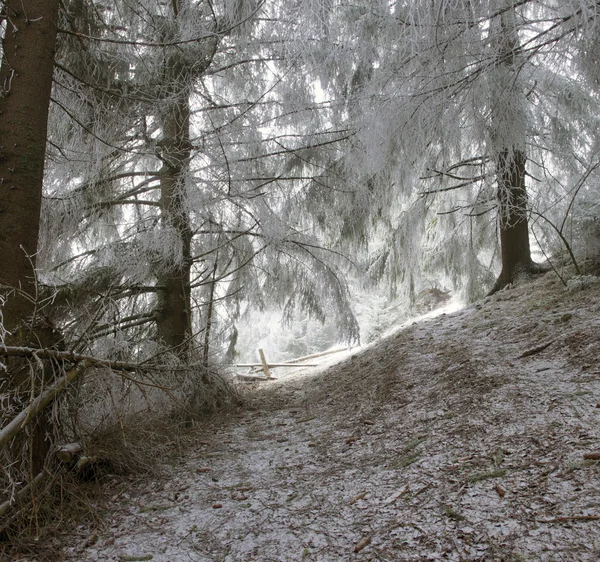 冬の穏やかな山の風景 — ストック写真