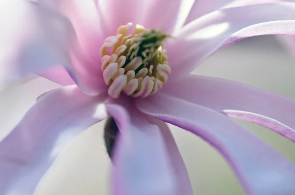 Gyönyörű virágok egy magnólia fát — Stock Fotó
