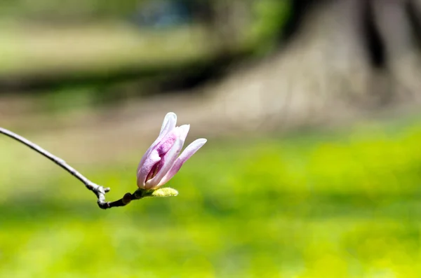 Gyönyörű virágok egy magnólia fát — Stock Fotó