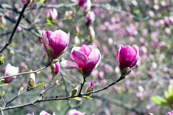 목련 나무의 아름 다운 꽃 — 스톡 사진