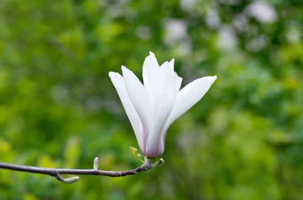 Schöne Blüten eines Magnolienbaums — Stockfoto