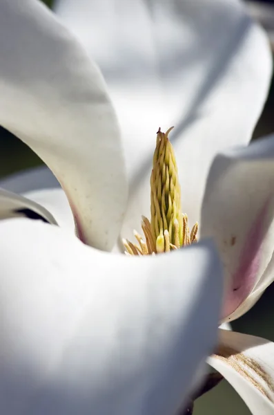 Hermosas flores de un árbol de magnolia — Foto de Stock