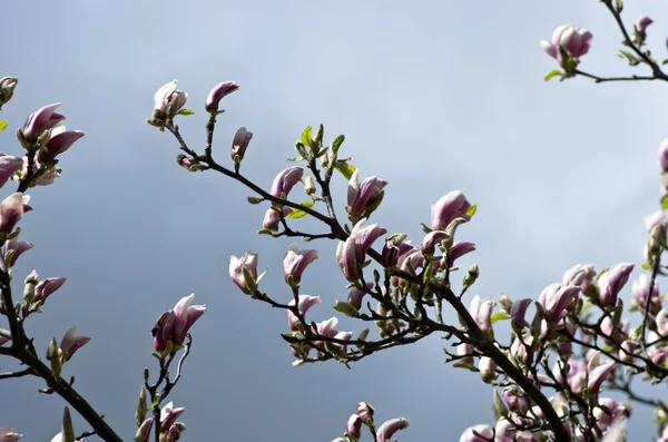 Schöne Blüten eines Magnolienbaums — Stockfoto