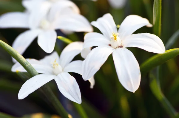 Fiori wihte su sfondo naturale — Foto Stock