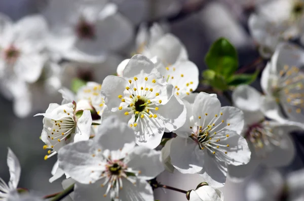 Cherry blossom closeup over natural background — Stock Photo, Image