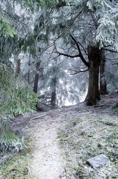 Inverno paisagem serrana calma — Fotografia de Stock